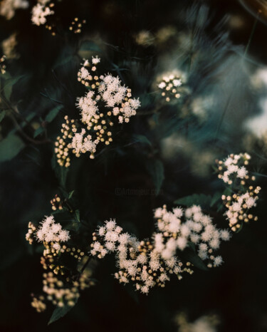 Fotografia intitulada "Vision fleurs IV" por Julia Genet, Obras de arte originais, Fotografia de filme