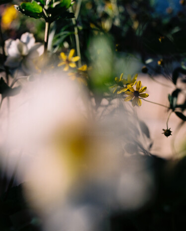 Fotografia intitulada "Vision fleurs III" por Julia Genet, Obras de arte originais, Fotografia de filme