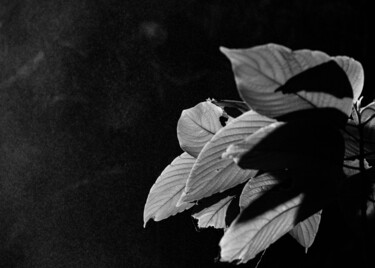 Fotografia intitolato "Ombres végétales" da Théo Antonin, Opera d'arte originale, Alluminio