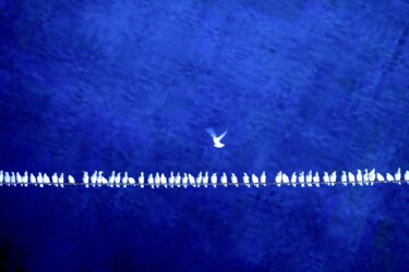 "Oiseaux bleus" başlıklı Fotoğraf Dominique Cahier tarafından, Orijinal sanat, Kâğıt