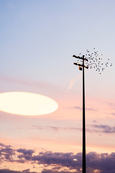 Photography titled "FRAMED-Birdz" by Olivier Cuvelette, Original Artwork, Digital Print