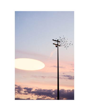 Photography titled "FRAMED-Birdz" by Olivier Cuvelette, Original Artwork, Digital Print