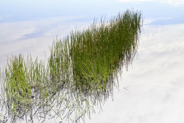 "CUTS-Tall rushes" başlıklı Fotoğraf Olivier Cuvelette tarafından, Orijinal sanat, Dijital baskı