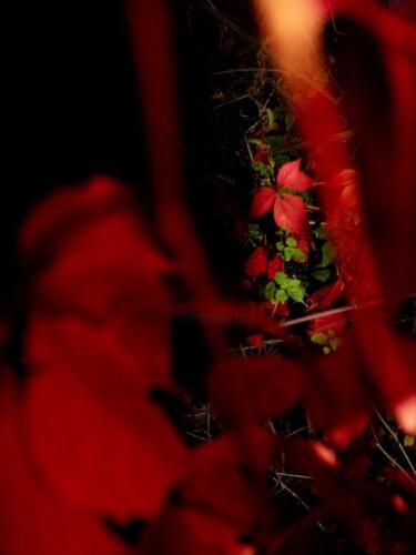 "Image du monde flot…" başlıklı Fotoğraf Emmanuelle Benjamin tarafından, Orijinal sanat, Dijital Fotoğrafçılık Alüminyum üze…