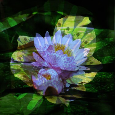 数字艺术 标题为“MIXED WATER LILY” 由Evelyne Chevallier, 原创艺术品, 模拟打印