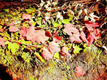 Fotografia zatytułowany „Automne” autorstwa Luna.D, Oryginalna praca, Papier