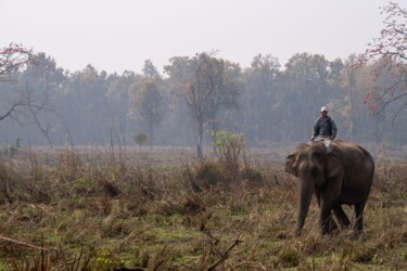 Fotografie getiteld ""Chitwan"" door Guilhem Nascimben, Origineel Kunstwerk, Digitale fotografie