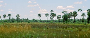 Photography titled "Botswana - Delta de…" by Christian Ebel, Original Artwork, Analog photography