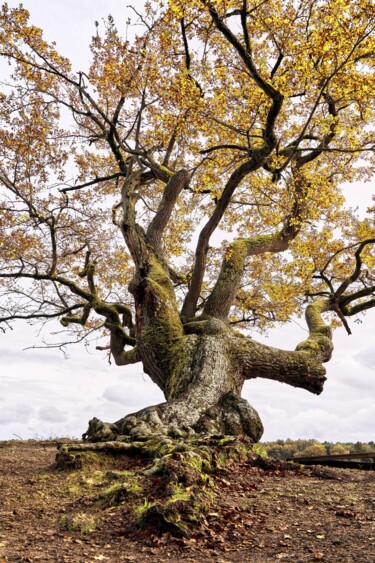 Fotografie getiteld "CUTS-Gotzillarbre" door Olivier Cuvelette, Origineel Kunstwerk, Digitale afdruk