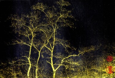 摄影 标题为“la foret enchantée…” 由Fabian Da Costa, 原创艺术品, 数字打印