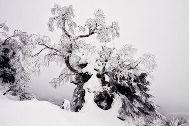 摄影 标题为“The crystal tree” 由Pascal Potier, 原创艺术品, 铝