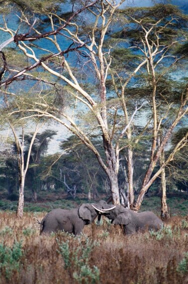 "Tanzanie - éléphant…" başlıklı Fotoğraf Christian Ebel tarafından, Orijinal sanat, Analog Fotoğrafçılık