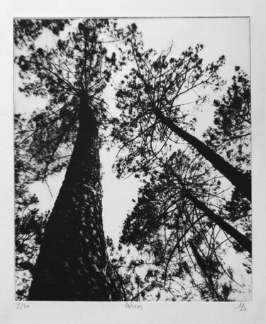 Incisioni, stampe intitolato "Arbres II" da Daniel Nassoy, Opera d'arte originale, incisione