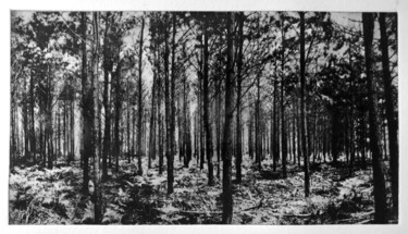 印花与版画 标题为“Forêt” 由Daniel Nassoy, 原创艺术品, 雕刻