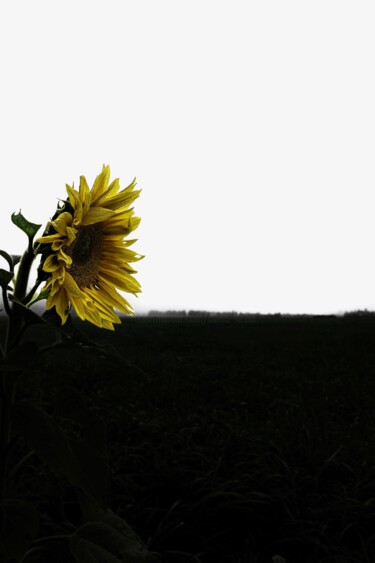 Printmaking titled "Mon tournesol " by Denis Larzul, Original Artwork, Digital Print