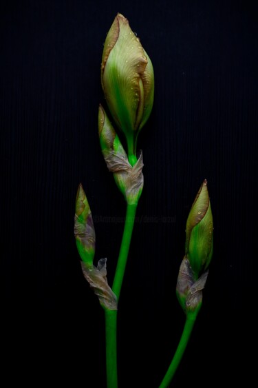 Fotografia intitolato "Iris" da Denis Larzul, Opera d'arte originale, Carta