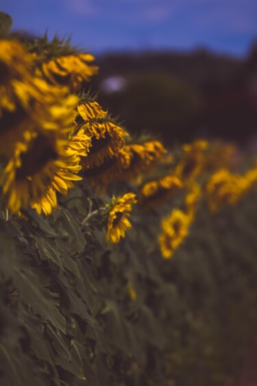 Fotografia intitolato "Huile de tournesol" da Denis Larzul, Opera d'arte originale, Carta