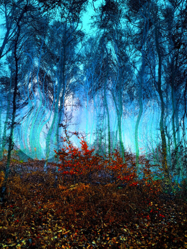 Фотография под названием "Storeton Woods" - Peter Watson, Подлинное произведение искусства, Цифровая фотография Установлен н…
