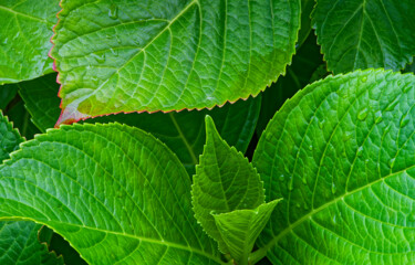 Hortensia 159 Fotografia intitulada "Hortensia 159" por Thierry Martin, Obras de arte originais, Fotografia digital