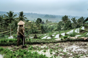 The Last Harvest, Bali Photography titled "The Last Harvest, B…" by Robin Mcmarty, Original Artwork, Digital Photography