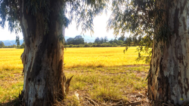Fotografia intitolato "Golden Field Framed…" da Sergei Gundorov, Opera d'arte originale, Fotografia digitale