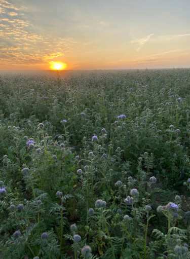 "Field" başlıklı Fotoğraf Loba-Nova Natalia tarafından, Orijinal sanat, Dijital Fotoğrafçılık