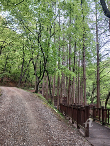"Photos of the Fores…" başlıklı Fotoğraf Yeon-Gyeong Seo (Seo) tarafından, Orijinal sanat, Dijital Fotoğrafçılık