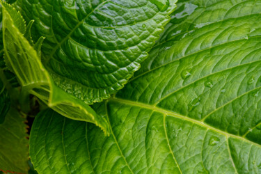 Hortensia 160. Photography titled "Hortensia 160." by Thierry Martin, Original Artwork, Digital Photography