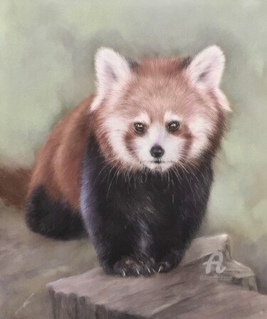Tekening getiteld "Red panda." door Irene_art, Origineel Kunstwerk, Pastel