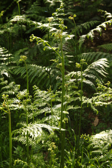 Vert Fougères