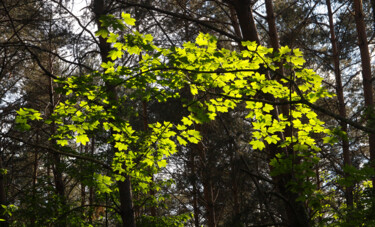 Vert Lumière