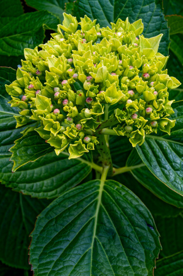 Hortensia 161 "Hortensia 161" başlıklı Fotoğraf Thierry Martin tarafından, Orijinal sanat, Dijital Fotoğrafçılık