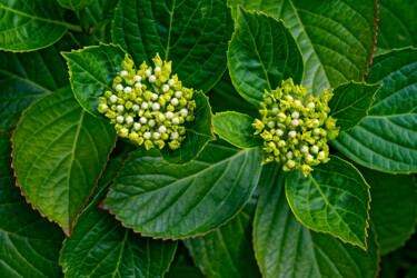 Фотография под названием "Hortensia 162." - Thierry Martin, Подлинное произведение искусства, Цифровая фотография