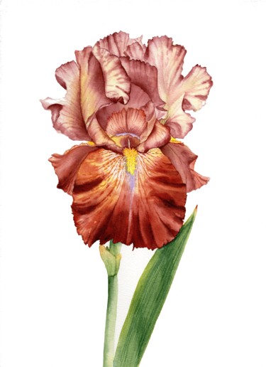 绘画 标题为“The Iris flower” 由Olena Zhylenko, 原创艺术品, 水彩