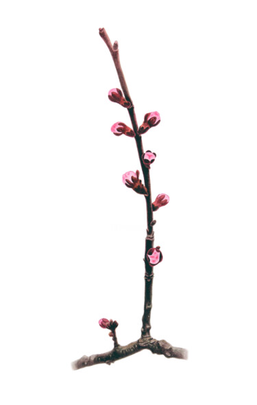 Pintura intitulada "Peach branch" por Oksana Oleksiiva, Obras de arte originais, Aquarela