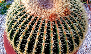 Cactus Crown - Nature’s Geometry "Cactus Crown - Natu…" başlıklı Fotoğraf Sergei Gundorov tarafından, Orijinal sanat, Dijital Fotoğrafçılık