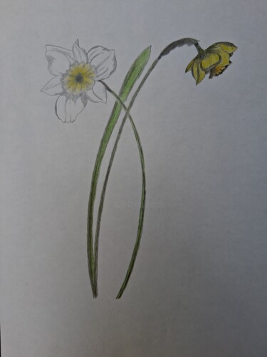 Les jonquilles Disegno intitolato "Les jonquilles" da Eloi Camus, Opera d'arte originale, Matita