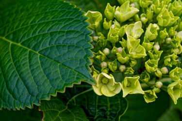 Hortensia 165. 摄影 标题为“Hortensia 165.” 由Thierry Martin, 原创艺术品, 数码摄影