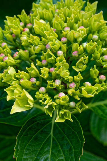 "Hortensia 166." başlıklı Fotoğraf Thierry Martin tarafından, Orijinal sanat, Dijital Fotoğrafçılık