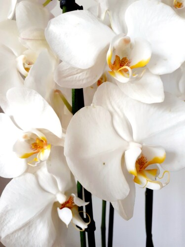 Photographie intitulée "Tableau floral" par Monique Anna Michel, Œuvre d'art originale, Photographie non manipulée