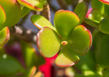Murmure de Jade – Détail d’une feuille de plante grasse (Cra Fotografía titulada "Murmure de Jade – D…" por Cecile Ducrot, Obra de arte original, Fotografía no manipulada