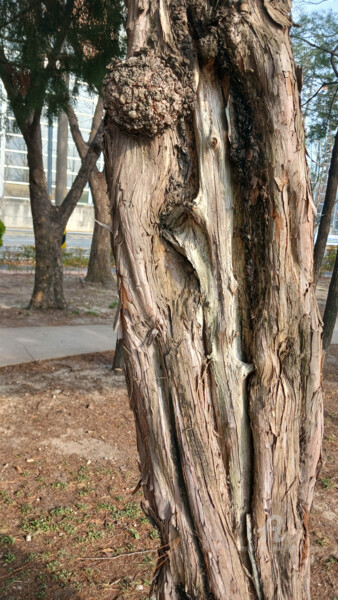 Fotografia intitolato "Even Though the Win…" da Yeon-Gyeong Seo (Seo), Opera d'arte originale, Fotografia digitale