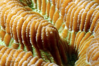 Corail Cerveau de Neptune Фотография под названием "Corail Cerveau de N…" - Christophe Foucault, Подлинное произведение искусства, Не манипулируемая ф…