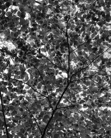 "Canopy of Overlappi…" başlıklı Fotoğraf Narso Vera Ríos tarafından, Orijinal sanat, Dijital Fotoğrafçılık