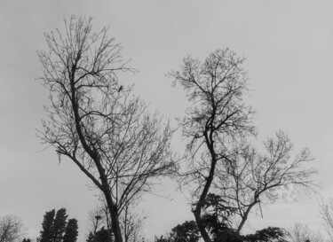 "Trees" başlıklı Fotoğraf Y. Eylül tarafından, Orijinal sanat, Fotoşopsuz fotoğraf