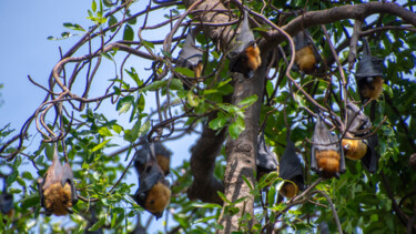 Photography titled "Bat tree" by Michel Kergonna, Original Artwork, Digital Photography Mounted on Aluminium