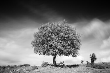 Фотография под названием "Árbol solitario" - Narso Vera Ríos, Подлинное произведение искусства, Цифровая фотография