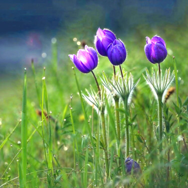Pasque Flowers Dancing in the Sunlight "Pasque Flowers Danc…" başlıklı Fotoğraf Sergei Gundorov tarafından, Orijinal sanat, Dijital Fotoğrafçılık