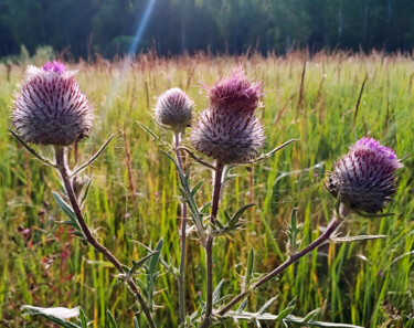 Photography titled "Sunbeam and Thistle…" by Sergei Gundorov, Original Artwork, Digital Photography