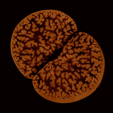 "Lithops depressus" başlıklı Fotoğraf Van O tarafından, Orijinal sanat, Analog Fotoğrafçılık
